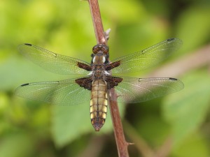 Broad-bodied Chaser by Ian Hodgson