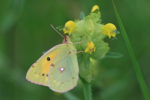 Clouded Yellow by Liz Pell