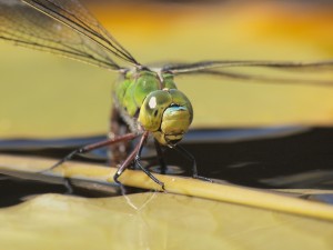 Emperor Dragonfly by Ian Hodgson