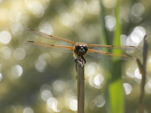 Four-spotted Chaser by Ian Hodgson