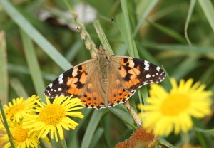Painted Lady by Ian Hodgson